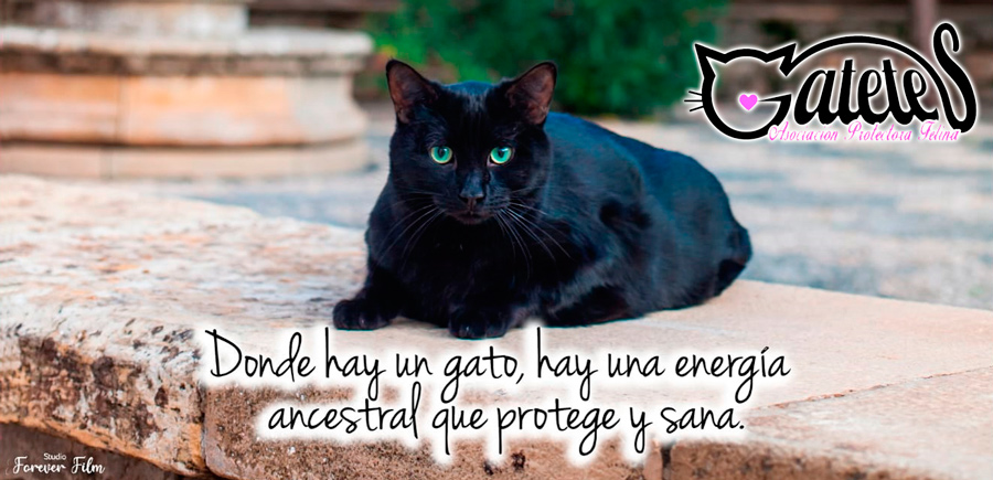 Logotipo de la asociación protectora felina